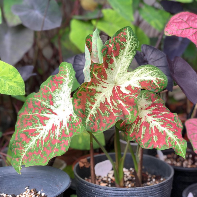 muda de caladium