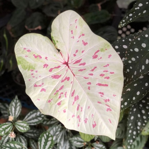 Muda de Caladium Isaura