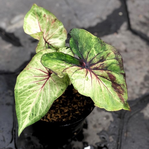 comprar muda de caladium Adriane