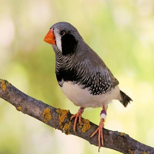 Diamante Mandarim - Bochecha Negra