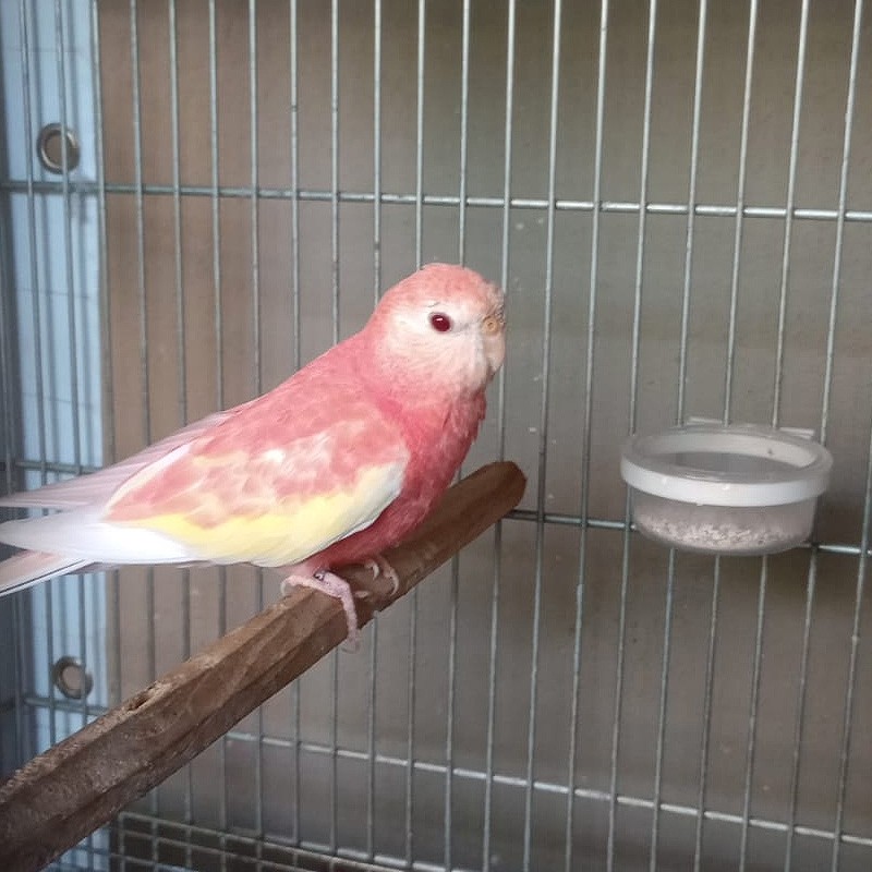comprar periquito rosa