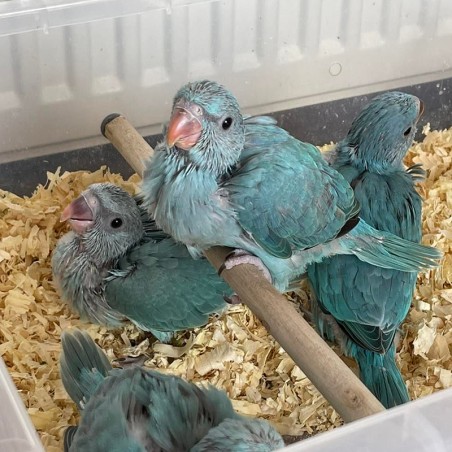 Filhotes de Ring Neck Azul a venda