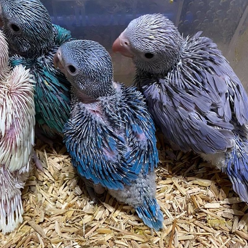 Filhote de Ring Neck Violeta