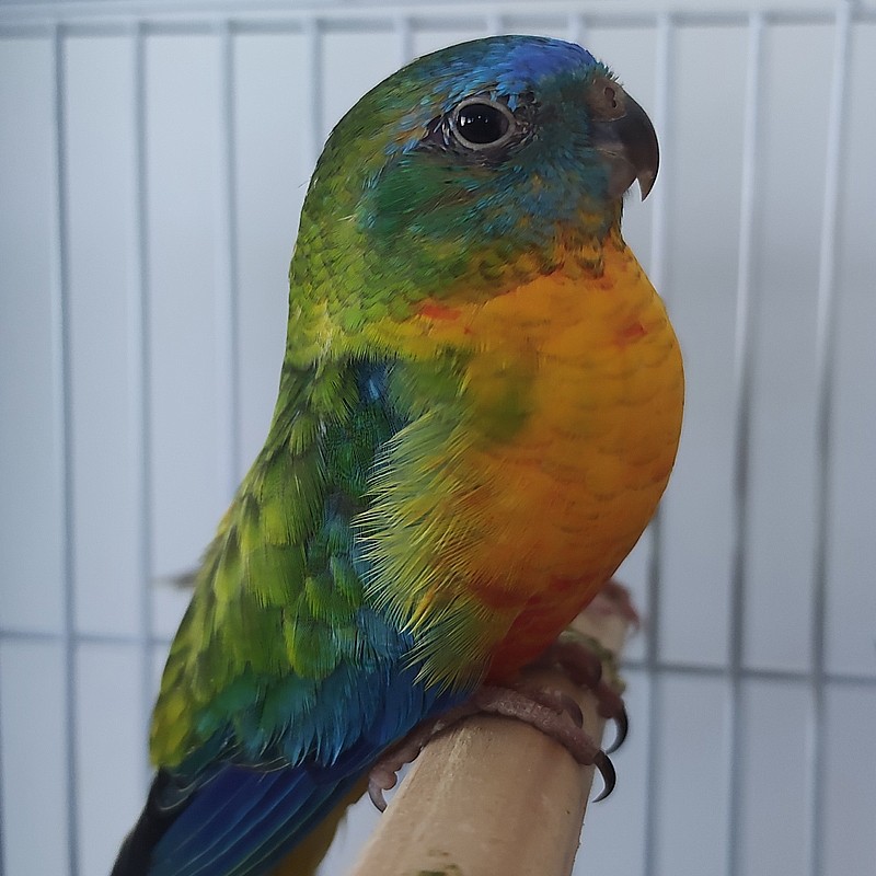 comprar Neophema turquoisine Fêmea