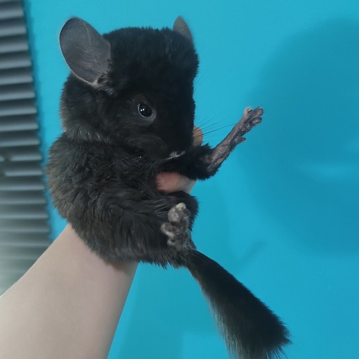 Filhote Chinchila Ebony Preto