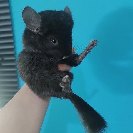 Filhote Chinchila Ebony Preto