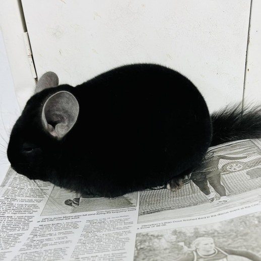 Chinchila Preto Extra Dark Ebony