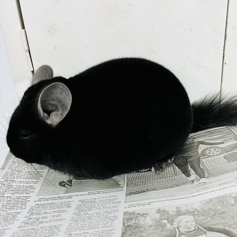 Chinchila Preto Extra Dark Ebony