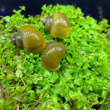 ampularias verde a venda
