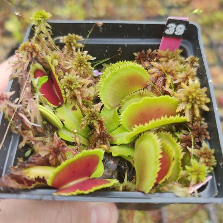 Planta Carnívora Dioneia Giant Clam