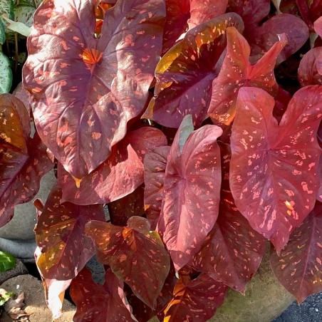 comprar caladium vermelho