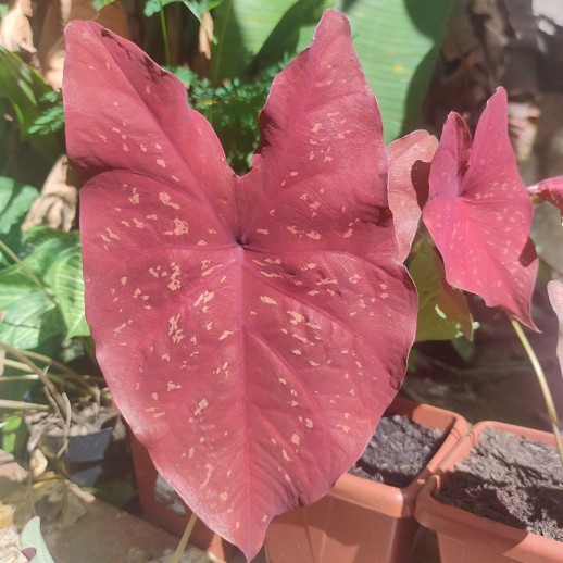 caladium vermelho