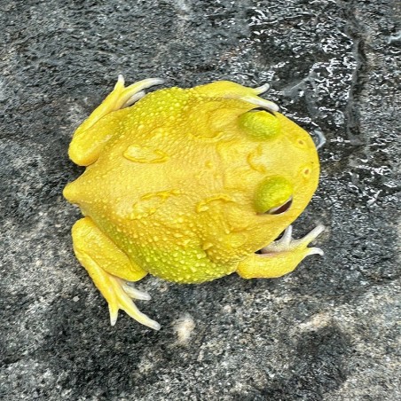 Sapo pacman legalizado