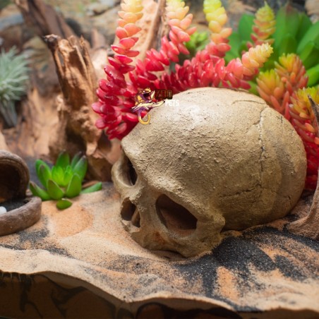 Caveira ornamental para Aquários