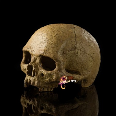 Caveira Realista para Terrários de Répteis