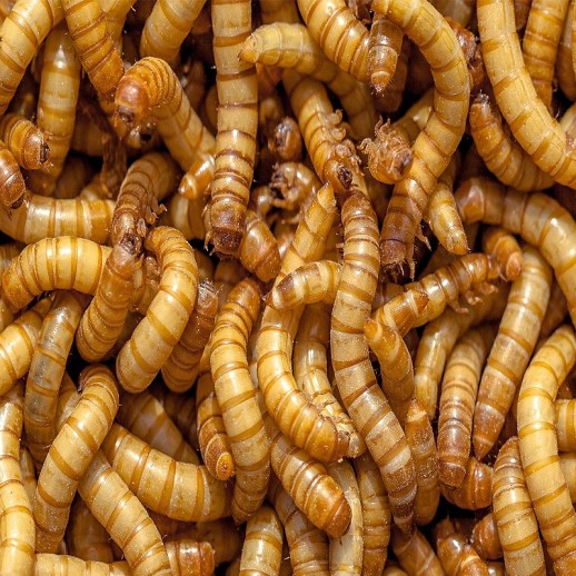 Larvas de Tenébrio Molitor