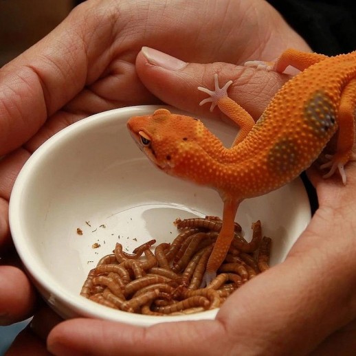 Leopard Gecko com Larvas de Tenébrios