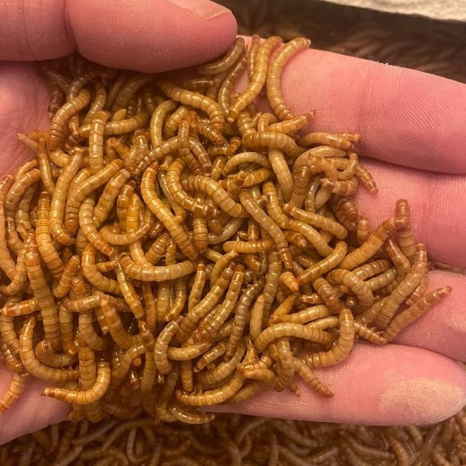 Comprar Larvas de Tenébrios