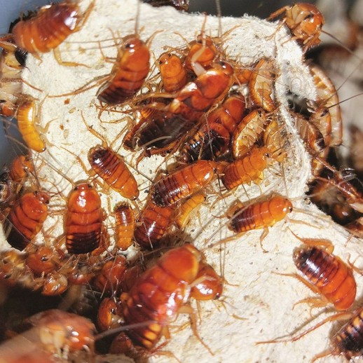 Baratinhas alimento vivo