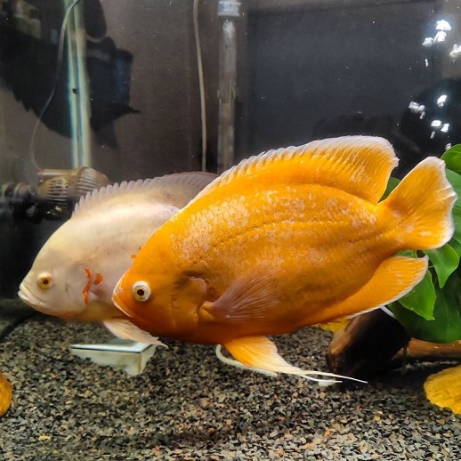 peixe oscar red rubi