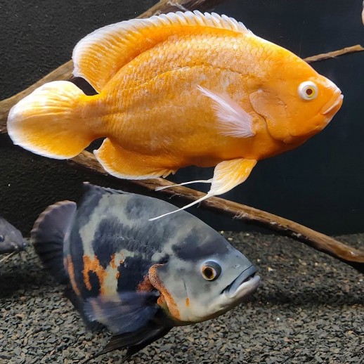 comprar peixe oscar