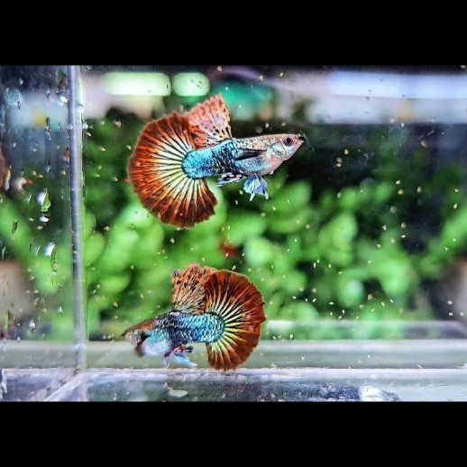Peixe Guppy Red Dragon