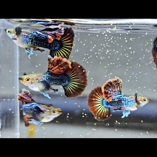 Peixe Guppy SS Red Dragon