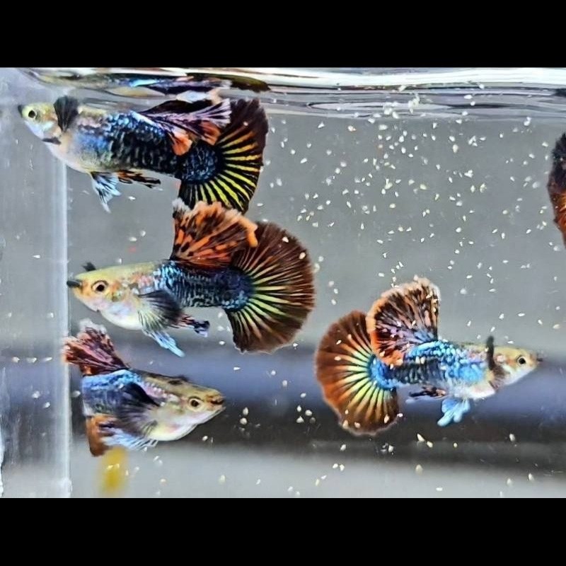 Peixe Guppy SS Red Dragon
