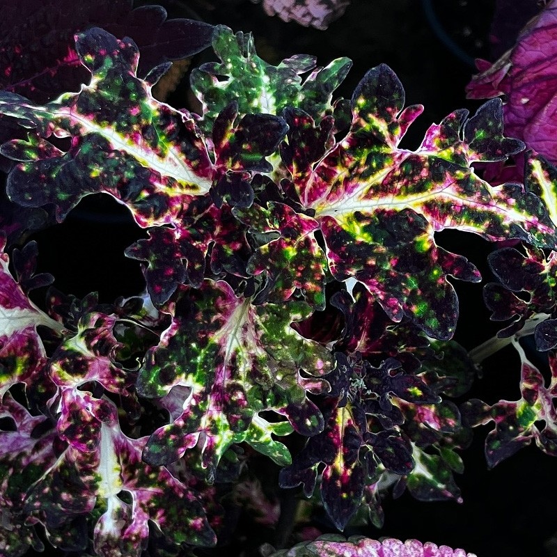 Planta Coleus tricolor