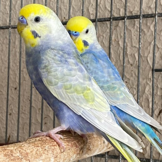 Periquito Arco-Íris