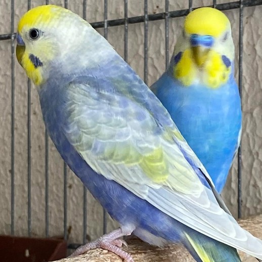 Comprar Periquito Arco-Íris