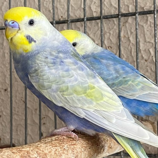 venda de Periquito Arco-Íris