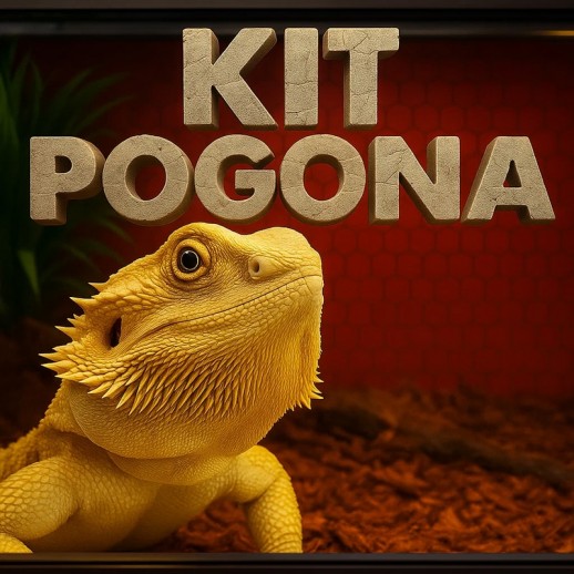 Kit Pogona Lâmpada e Terrário