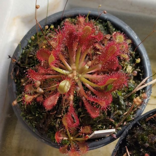 Planta Carnívora drosera capillaris