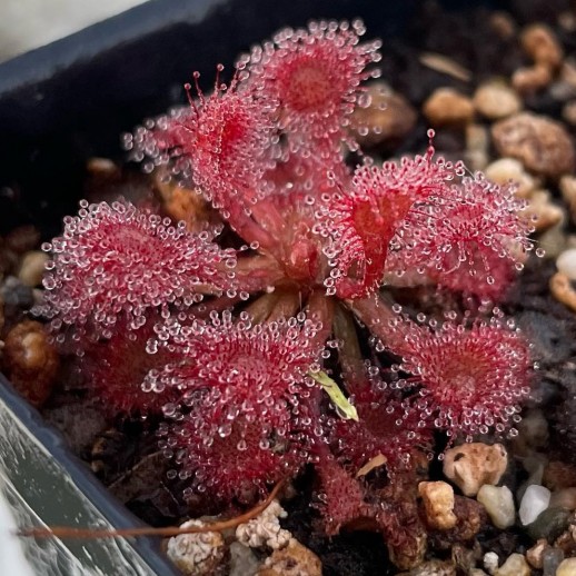 Planta Carnivora vermelha