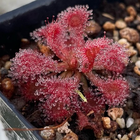 Planta Carnivora vermelha