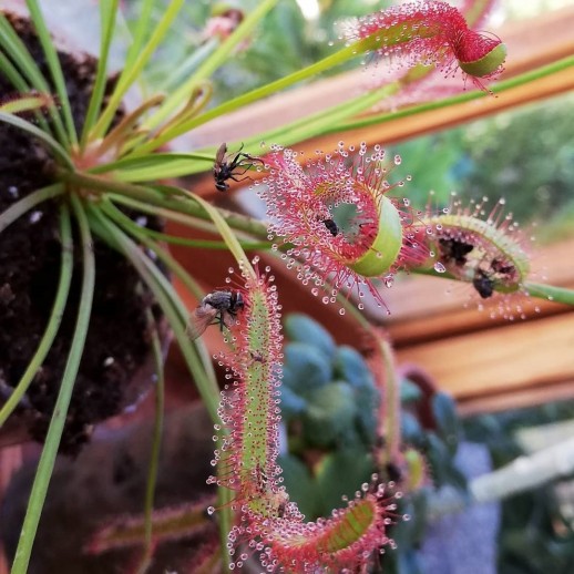 Planta carnivora come mosquito