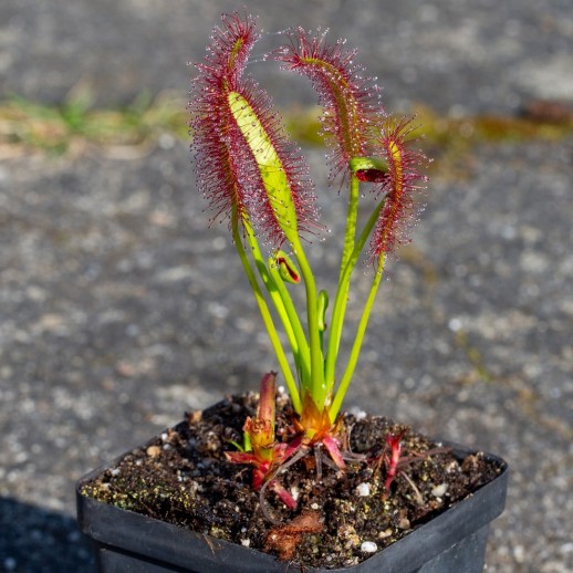 Drosera Capensis Planta Carnívora