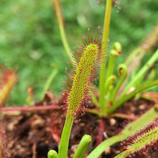 drosera capensis