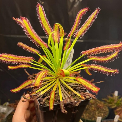 Drosera capensis a venda