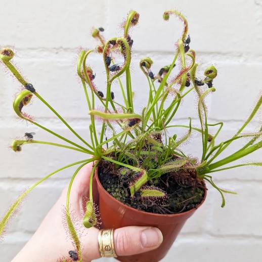 planta carnivora moscas