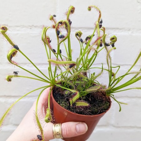 planta carnivora moscas