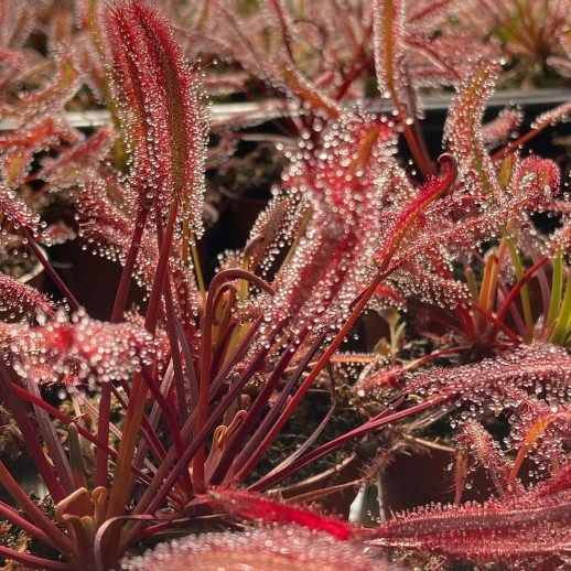 drosera capensis vermelha