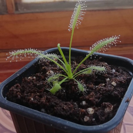 muda de capensis alba