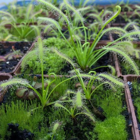 Planta Carnivora Drosera Capensis Alba