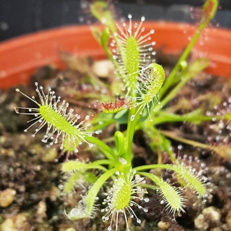 Drosera capensis alba