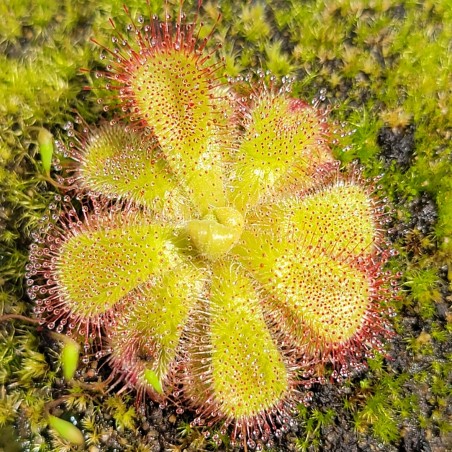 Planta Carnívora Drosera Cuneifolia