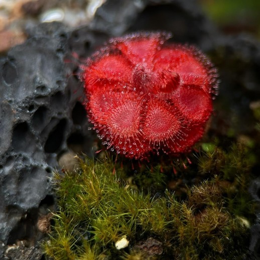 Drosera Burmanni red