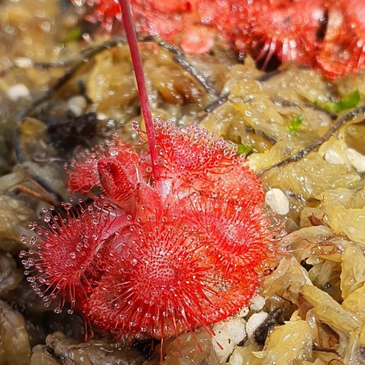 Planta Carnívora Burmanni red