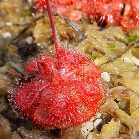 Planta Carnívora Burmanni red